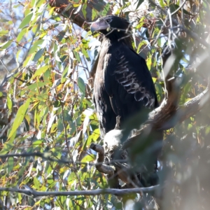 Aquila audax at Yarrow, NSW - 25 Jul 2023