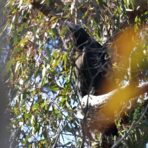 Aquila audax at Yarrow, NSW - 25 Jul 2023