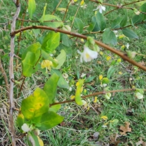 Lonicera fragrantissima at Phillip, ACT - 3 Aug 2023