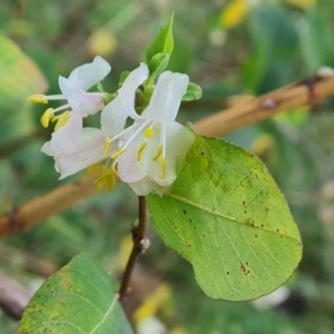 Lonicera fragrantissima at Phillip, ACT - 3 Aug 2023