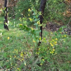 Lonicera fragrantissima at Phillip, ACT - 3 Aug 2023