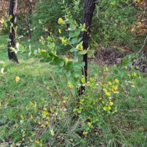 Lonicera fragrantissima at Phillip, ACT - 3 Aug 2023