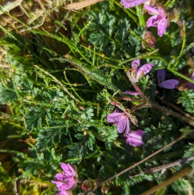 Erodium cicutarium (Common Storksbill, Common Crowfoot) at Belconnen, ACT - 3 Aug 2023 by CattleDog