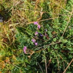 Erodium cicutarium at Belconnen, ACT - 3 Aug 2023 10:15 AM