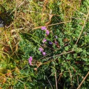 Erodium cicutarium at Belconnen, ACT - 3 Aug 2023