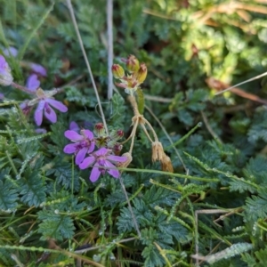 Erodium cicutarium at Belconnen, ACT - 3 Aug 2023