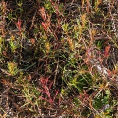 Haloragis heterophylla at Belconnen, ACT - 3 Aug 2023