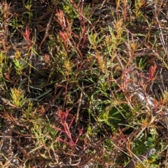 Haloragis heterophylla at Belconnen, ACT - 3 Aug 2023 10:10 AM