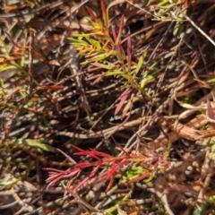 Haloragis heterophylla at Belconnen, ACT - 3 Aug 2023 10:10 AM