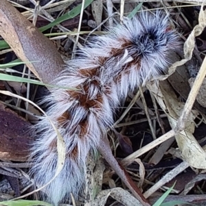 Anthela varia at Belconnen, ACT - 30 Mar 2023 12:18 PM