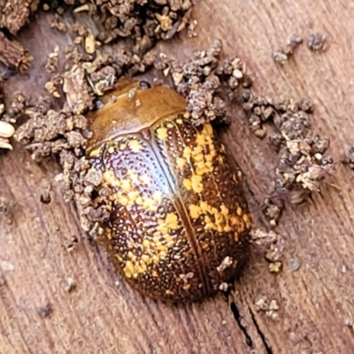 Paropsis aspera (Eucalyptus Tortoise Beetle) at Banksia Street Wetland Corridor - 3 Aug 2023 by trevorpreston