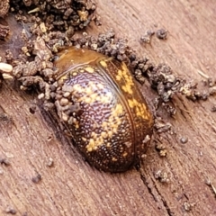 Paropsis aspera at O'Connor, ACT - 3 Aug 2023