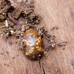 Paropsis aspera at O'Connor, ACT - 3 Aug 2023