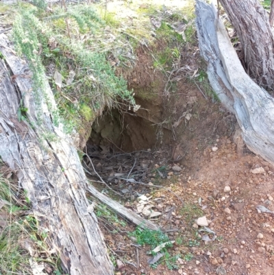 Unverified Mammal at Denman Prospect, ACT - 3 Aug 2023 by mlech
