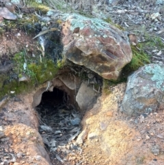 Unverified Mammal at Denman Prospect, ACT - 3 Aug 2023 by mlech