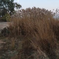 Phragmites australis (Common Reed) at Wanniassa Hill - 2 Aug 2023 by KumikoCallaway