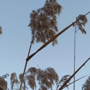 Phragmites australis at Tuggeranong, ACT - 3 Aug 2023 06:55 AM