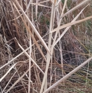 Phragmites australis at Tuggeranong, ACT - 3 Aug 2023 06:55 AM