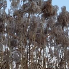 Phragmites australis at Tuggeranong, ACT - 3 Aug 2023 06:55 AM