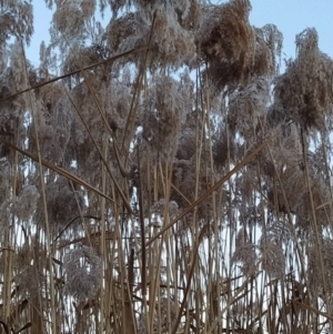 Phragmites australis at Tuggeranong, ACT - 3 Aug 2023 06:55 AM