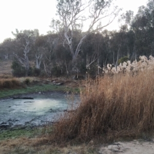 Phragmites australis at Tuggeranong, ACT - 3 Aug 2023 06:55 AM