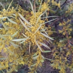 Acacia rubida (Red-stemmed Wattle, Red-leaved Wattle) at Wanniassa Hill - 2 Aug 2023 by KumikoCallaway