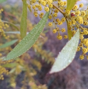 Acacia rubida at Tuggeranong, ACT - 3 Aug 2023 06:53 AM