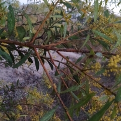 Acacia rubida at Tuggeranong, ACT - 3 Aug 2023 06:53 AM