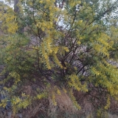 Acacia rubida at Tuggeranong, ACT - 3 Aug 2023