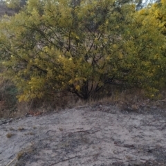 Acacia rubida at Tuggeranong, ACT - 3 Aug 2023 06:53 AM