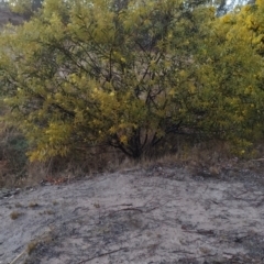 Acacia rubida at Tuggeranong, ACT - 3 Aug 2023