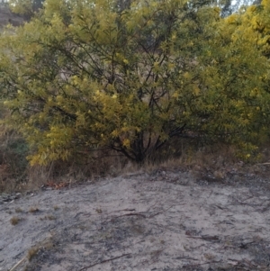 Acacia rubida at Tuggeranong, ACT - 3 Aug 2023