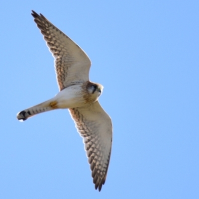 Falco cenchroides (Nankeen Kestrel) at Belconnen, ACT - 3 Aug 2023 by Thurstan