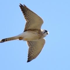 Falco cenchroides at Belconnen, ACT - 3 Aug 2023