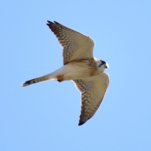 Falco cenchroides at Belconnen, ACT - 3 Aug 2023