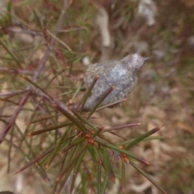 Hakea decurrens subsp. decurrens (Bushy Needlewood) at Greenway, ACT - 2 Aug 2023 by coljet