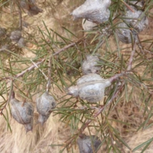 Hakea decurrens subsp. decurrens at Greenway, ACT - 2 Aug 2023 09:28 AM