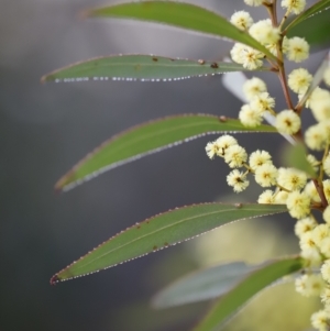 Acacia rubida at Red Hill, ACT - 3 Aug 2023 06:59 AM