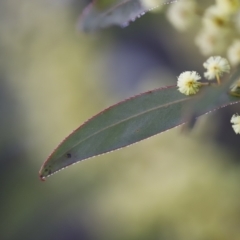 Acacia rubida at Red Hill, ACT - 3 Aug 2023 06:59 AM