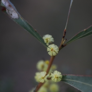 Acacia rubida at Red Hill, ACT - 3 Aug 2023 06:59 AM