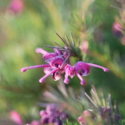 Grevillea rosmarinifolia subsp. rosmarinifolia (Rosemary Grevillea) at Red Hill Nature Reserve - 2 Aug 2023 by JimL