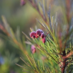 Grevillea rosmarinifolia subsp. rosmarinifolia at Red Hill, ACT - 3 Aug 2023