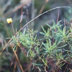 Xerochrysum viscosum (Sticky Everlasting) at Red Hill, ACT - 3 Aug 2023 by JimL