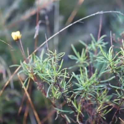 Xerochrysum viscosum (Sticky Everlasting) at Red Hill, ACT - 3 Aug 2023 by JimL