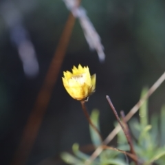 Xerochrysum viscosum at Red Hill, ACT - 3 Aug 2023 07:34 AM