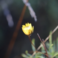 Xerochrysum viscosum at Red Hill, ACT - 3 Aug 2023