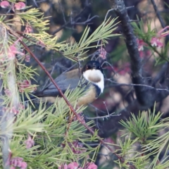 Acanthorhynchus tenuirostris at Red Hill, ACT - 3 Aug 2023 07:42 AM