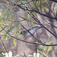 Zosterops lateralis (Silvereye) at Red Hill Nature Reserve - 2 Aug 2023 by JimL