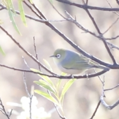 Zosterops lateralis at Red Hill, ACT - 3 Aug 2023 08:00 AM