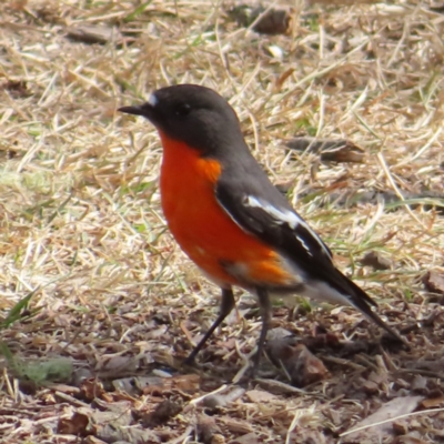 Petroica phoenicea (Flame Robin) at QPRC LGA - 3 Aug 2023 by MatthewFrawley